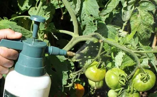 Top dressing of tomatoes during the fruiting period