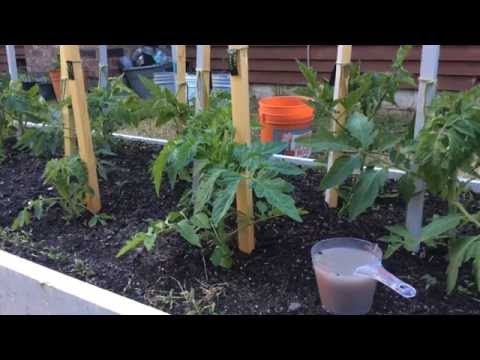 Top dressing of tomatoes during the fruiting period