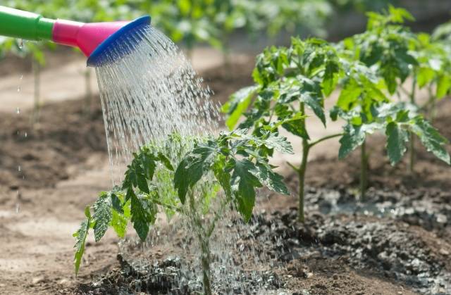 Top dressing of tomatoes during the fruiting period