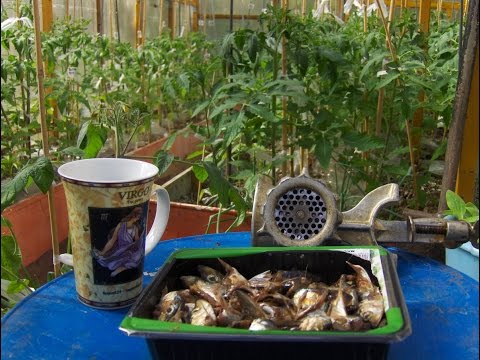 Top dressing of tomatoes in a polycarbonate greenhouse