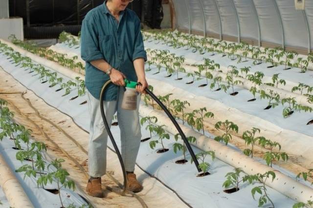 Top dressing of tomatoes in a polycarbonate greenhouse