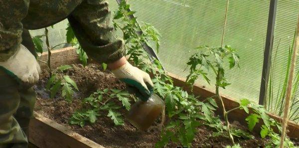 Top dressing of tomatoes in a polycarbonate greenhouse