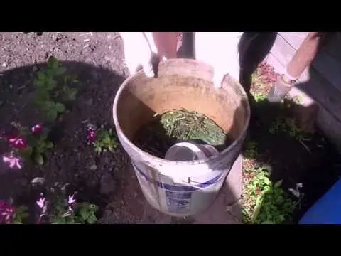 Top dressing of tomatoes in a polycarbonate greenhouse