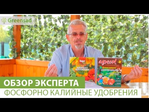 Top dressing of tomatoes in a polycarbonate greenhouse