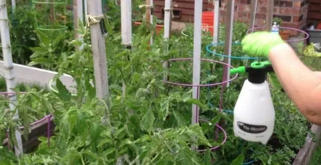 Top dressing of tomatoes in a polycarbonate greenhouse