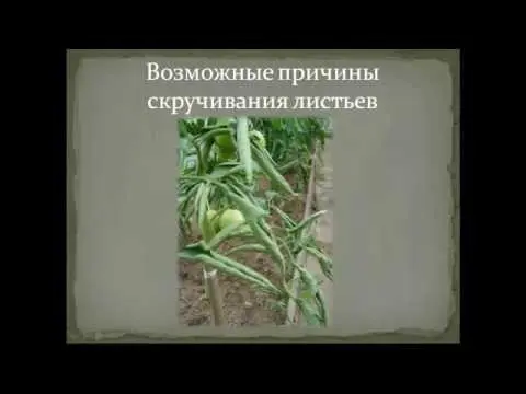 Top dressing of tomatoes in a polycarbonate greenhouse