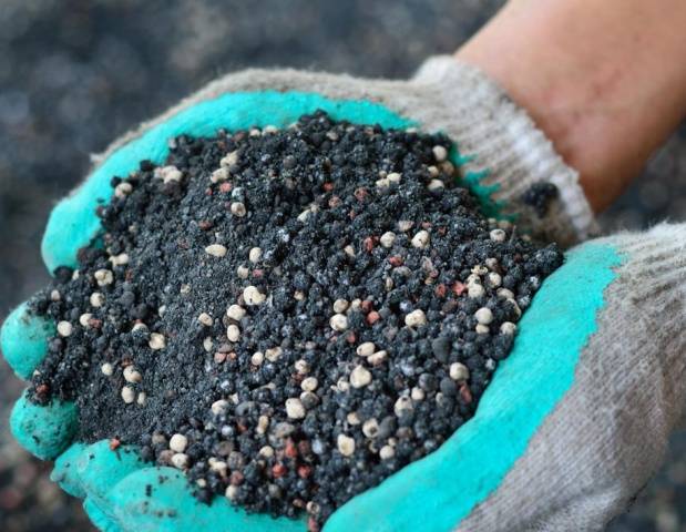 Top dressing of tomatoes in a polycarbonate greenhouse