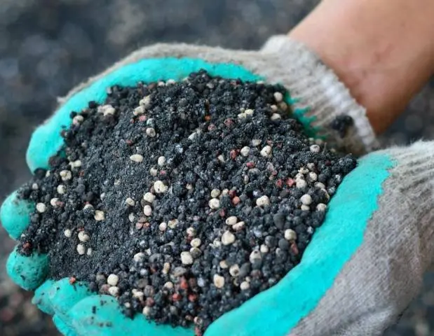 Top dressing of tomatoes in a polycarbonate greenhouse