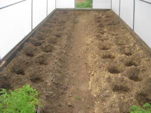 Top dressing of tomatoes in a polycarbonate greenhouse