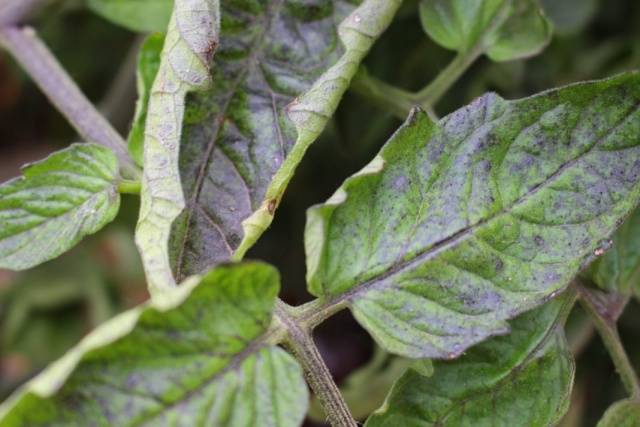 Top dressing of tomatoes: recipes, what fertilizers and when to use