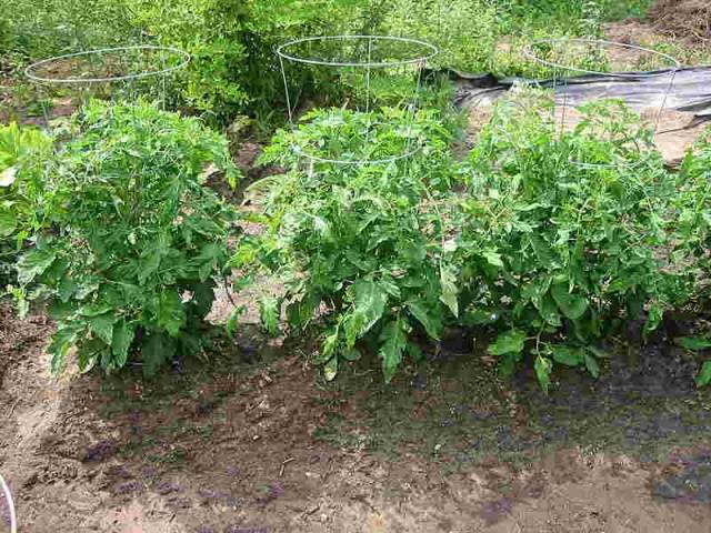 Top dressing of tomatoes: recipes, what fertilizers and when to use