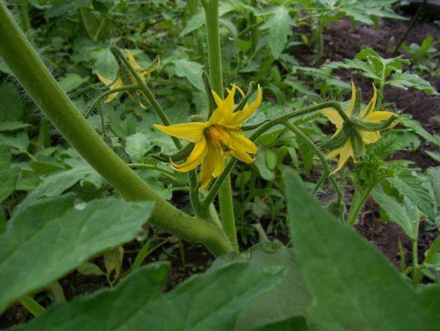 Top dressing of tomatoes: recipes, what fertilizers and when to use