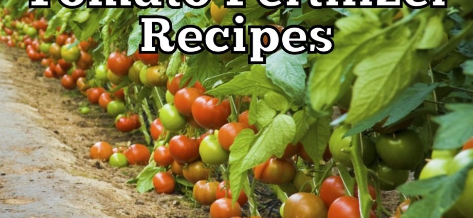 Top dressing of tomatoes: recipes, what fertilizers and when to use