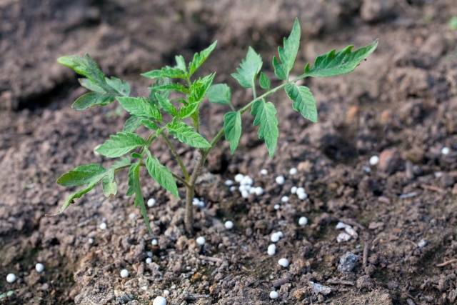 Top dressing of tomatoes with azophos 