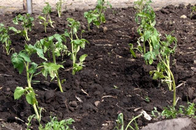 Top dressing of tomatoes with azophos 