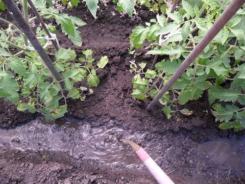 Top dressing of tomatoes with azophos 