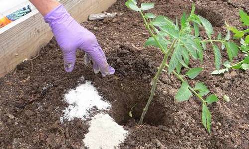 Top dressing of tomatoes with nitroammophos