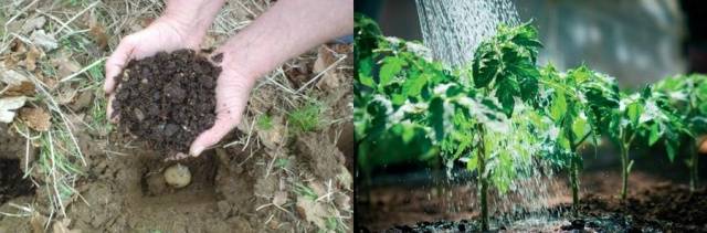 Top dressing of tomatoes with nitroammophos