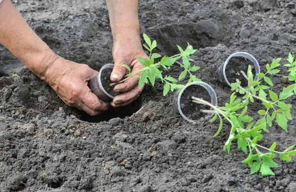 Top dressing of tomatoes with nitroammophos