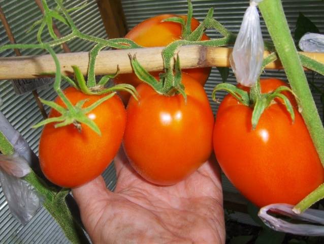 Top dressing of tomatoes with onion peel 