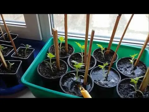 Top dressing of tomatoes with onion peel 