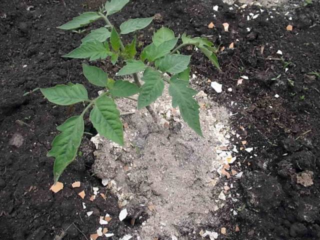 Top dressing of tomatoes with onion peel 