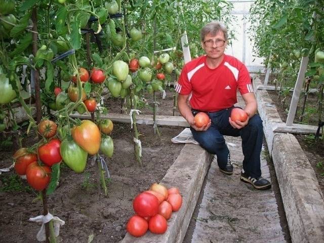 Top dressing of tomatoes with onion peel 