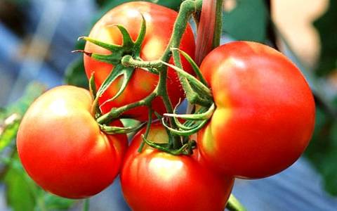 Top dressing of tomatoes with saltpeter 