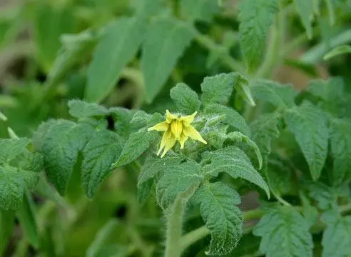 Top dressing of tomatoes with saltpeter 