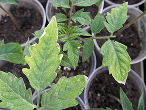 Top dressing of tomatoes with saltpeter 