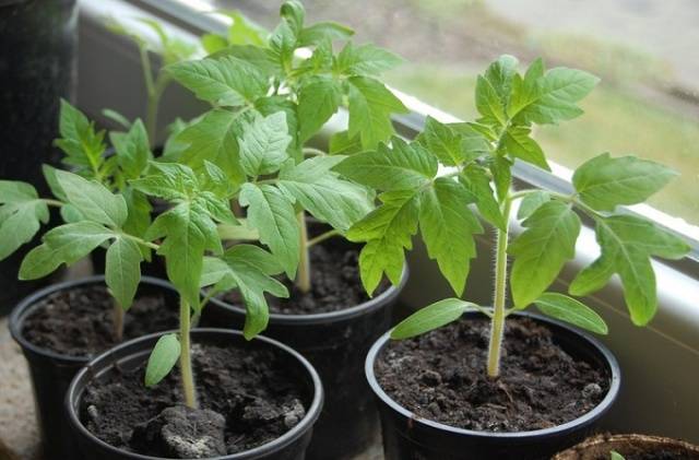 Top dressing of tomatoes with saltpeter 