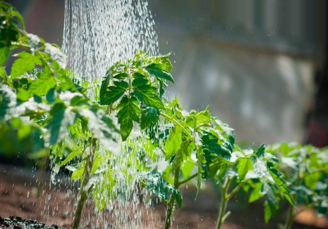 Top dressing of tomatoes with saltpeter 