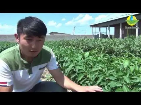 Top dressing of tomatoes with saltpeter 