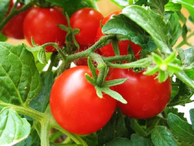 Top dressing of tomatoes with yeast in the open field 