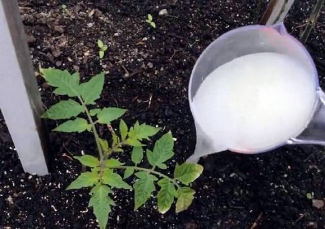 Top dressing of tomatoes with yeast in the open field 