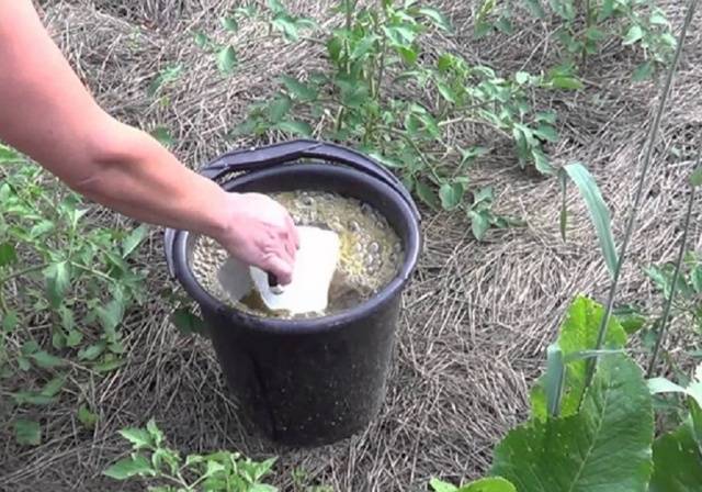 Top dressing of tomatoes with yeast in the open field 