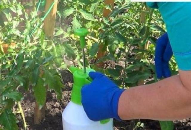 Top dressing of tomatoes with yeast in the open field 