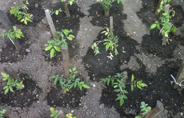 Top dressing of tomatoes with yeast in the open field 