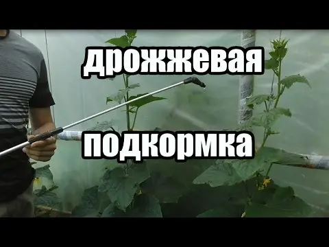 Top dressing of tomatoes with yeast in the open field 