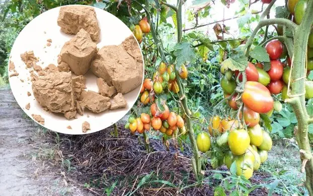 Top dressing of tomatoes with yeast in the open field 