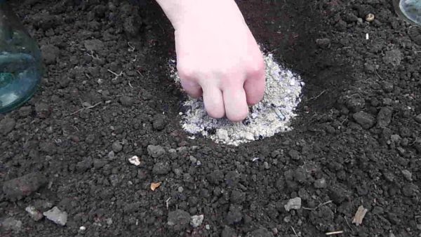 Top dressing of zucchini in the open field with folk remedies