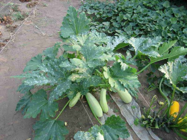 Top dressing of zucchini in the open field with folk remedies