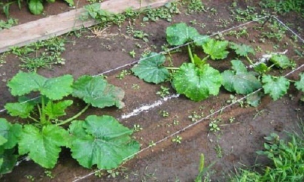 Top dressing of zucchini in the open field with folk remedies