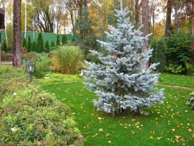 Top dressing spruce in spring and autumn