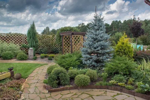 Top dressing spruce in spring and autumn