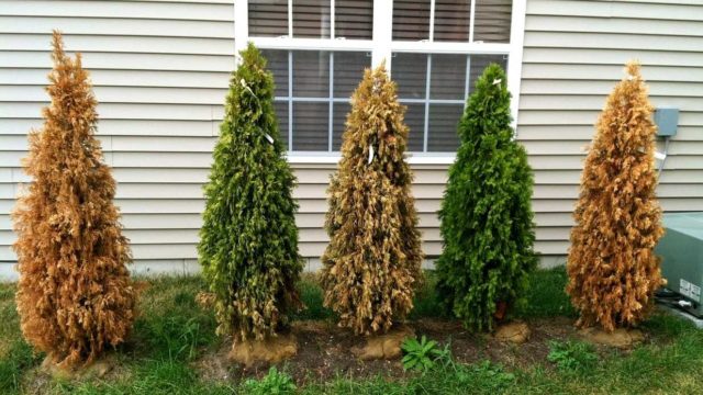 Top dressing thuja in spring and summer: terms, rules