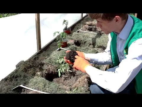 Top dressing when planting tomatoes