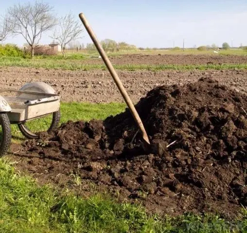 Top dressing when planting tomatoes