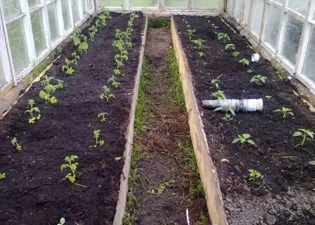 Top dressing when planting tomatoes