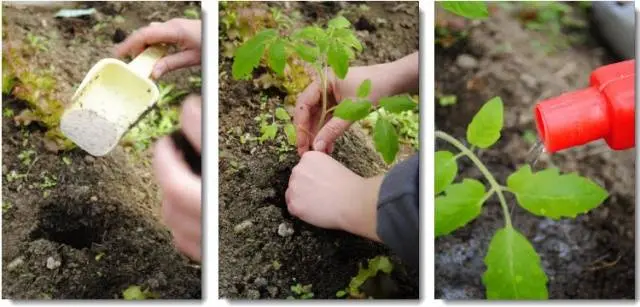 Top dressing when planting tomatoes